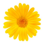 Yell0wdaisy